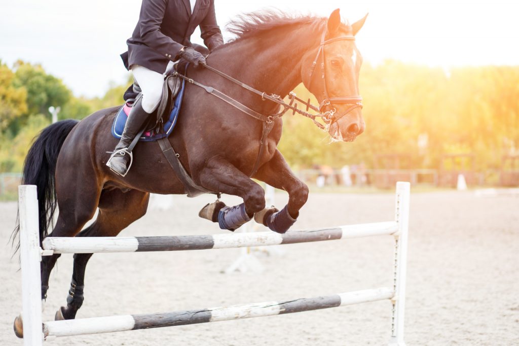 Types of horse jumping events old dominion horse jump company