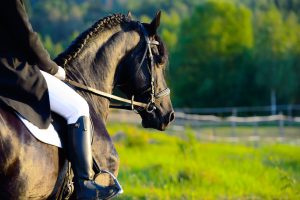 Kids’ Horse Jumps | OldDominionJumps.com